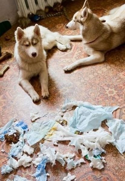 Probleme cu Husky, mai proaspete - cel mai bun Runet pentru zi!