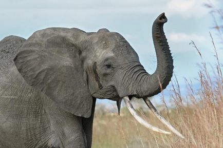 Speranța de viață a elefantului