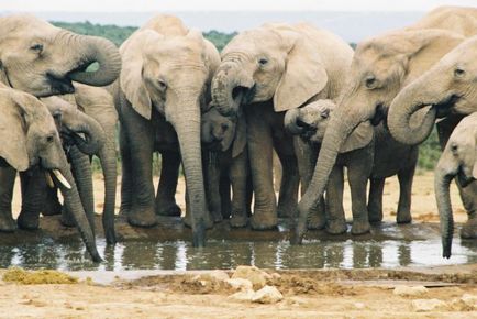 Тривалість життя слона