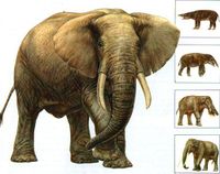 Proiectul este un elefant mai mult decât un animal