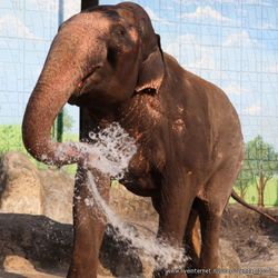 Proiectul este un elefant mai mult decât un animal