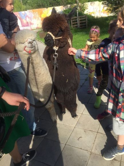 Mersul cu alpaca în mijloc - frumusețea lumii în fiecare cadru!