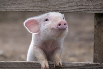 Despre cresterea porcilor uitate, informare si publicitate ziar agrar - agroinfo