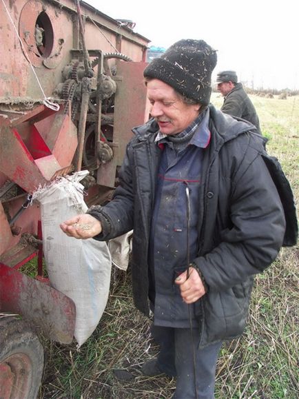 Poate cimpoiul să înflorească! (Photoreport), cânepă tehnică în Ucraina și în alte țări