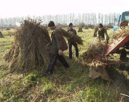 Poate cimpoiul să înflorească! (Photoreport), cânepă tehnică în Ucraina și în alte țări