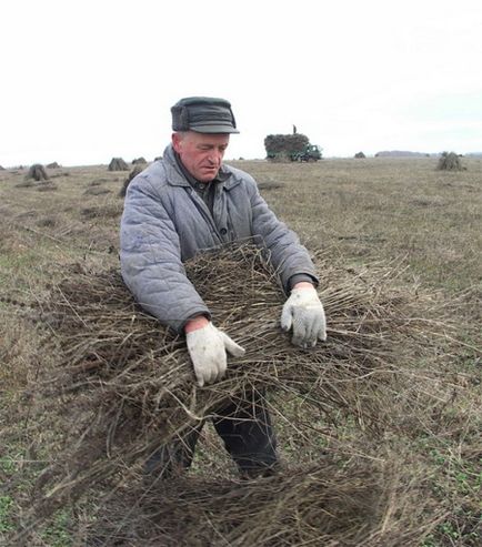 Нехай розквітає коноплі! (Фоторепортаж), технічні коноплі в Україні та інших країнах