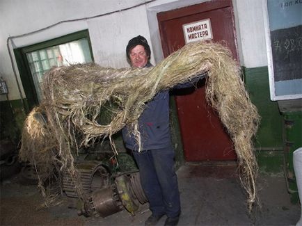 Poate cimpoiul să înflorească! (Photoreport), cânepă tehnică în Ucraina și în alte țări