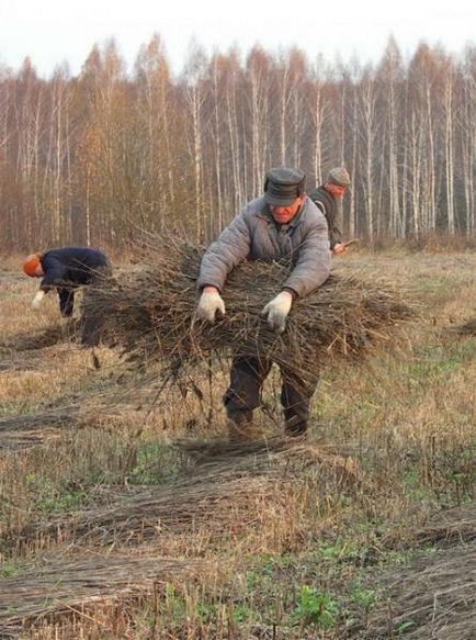 Poate cimpoiul să înflorească! (Photoreport), cânepă tehnică în Ucraina și în alte țări