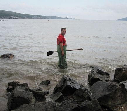 Coji de scoici pentru capturarea cambricilor în Marea Japoniei