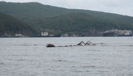 Мушлі морські песчанка насадка для лову камбали в японському морі