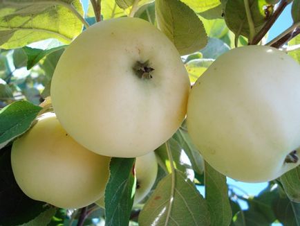 A korai fajták nyári alma