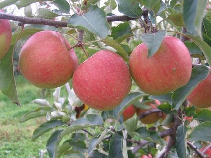 Ранні сорти літніх яблук