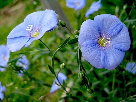 Plant Lenok de îngrijire obișnuită, udare, fotografie, reproducere