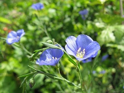 Plant Lenok de îngrijire obișnuită, udare, fotografie, reproducere