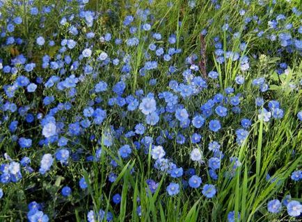 Plant Lenok de îngrijire obișnuită, udare, fotografie, reproducere