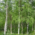 Plantele din Karelia, o călătorie prin Karelia