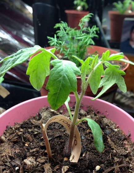 Plante care resping tantarii