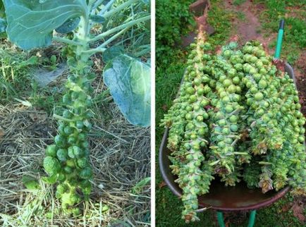 Plante pe care crestem produse cunoscute (11 fotografii)