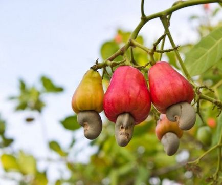 Plante pe care crestem produse cunoscute (11 fotografii)