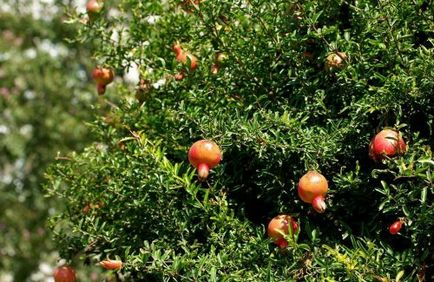 Plante pe care crestem produse cunoscute (11 fotografii)