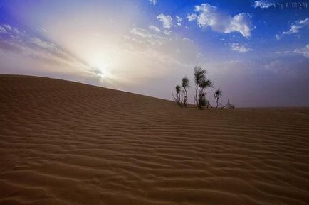 Plantele deșertului (20 fotografii)
