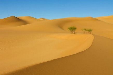 Plantele deșertului (20 fotografii)