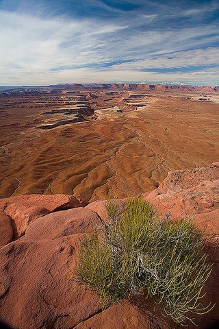 Растения Desert (20 снимки)