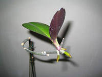 Reproducerea orhideelor, consultanta floristica