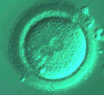 Dezvoltarea embrionilor