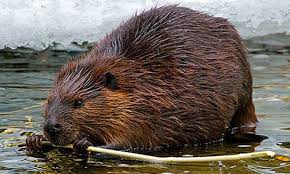 Beaver, nagy vadászat