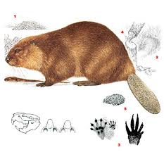 Beaver, nagy vadászat