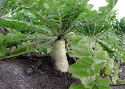 Radish daikon - depozit de vitamine și nutrienți