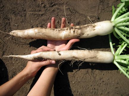 Radish daikon - depozit de vitamine și nutrienți