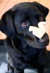 O rețetă pentru un biscuit de câine, un labrador