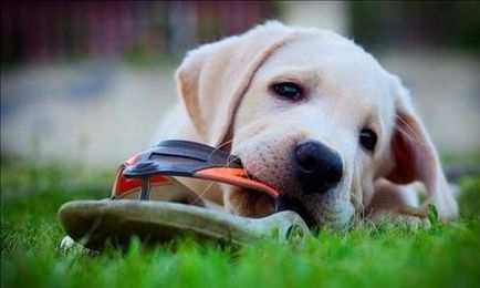 O rețetă pentru un biscuit de câine, un labrador