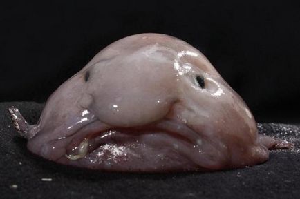 Риба-крапля визнана самим потворним тваринам в світі