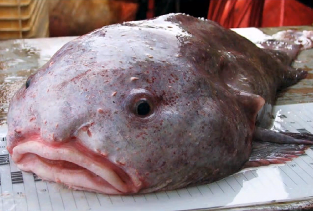 Fish csepp elismert legrondább állat a világon