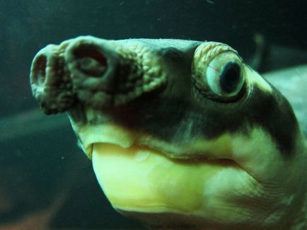 Риба-крапля визнана самим потворним тваринам в світі