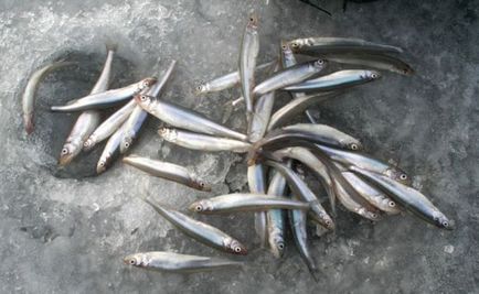 Pescuit în Golful Finlandez - loc de pescuit - momeală - totul despre pescuit