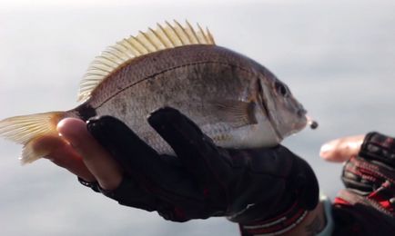 Риболовля з берега на чорному морі снасті, відео, рибалка спінінгом, приманки