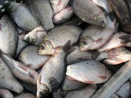 Peștii din Nipru sunt periculoși