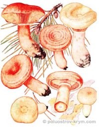 Рижики, гриби криму - каталог, півострів скарбів крим