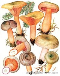 Рижики, гриби криму - каталог, півострів скарбів крим