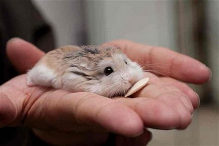 Roborovsky hamster de îngrijire, conținut, natura, costul