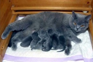 születések macska