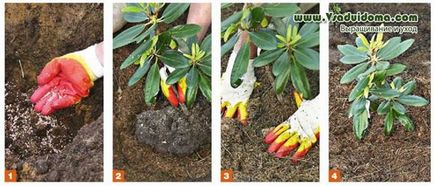 Rhododendron (fotografie) - cultivare și specie, un loc despre o grădină, o reședință de vară și plante de apartament