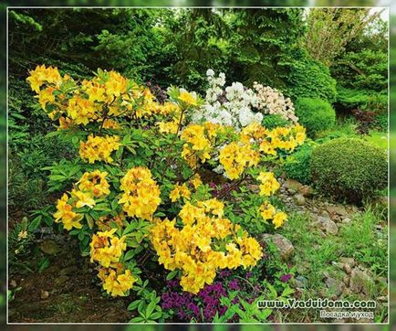 Rhododendron (fotografie) - cultivare și specie, un loc despre o grădină, o reședință de vară și plante de apartament