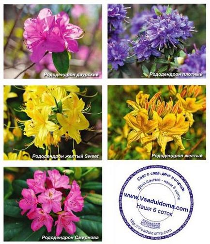 Rhododendron (fotografie) - cultivare și specie, un loc despre o grădină, o reședință de vară și plante de apartament