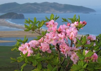 Rododendron ültetés és gondozás az Urál