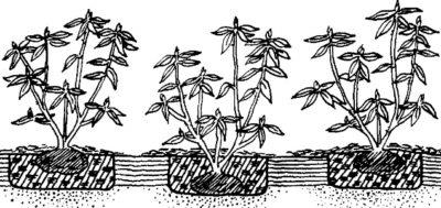 Rododendron ültetés és gondozás az Urál